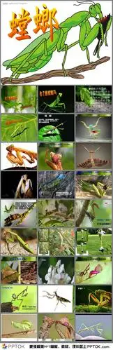 螳螂的生长过程ppt