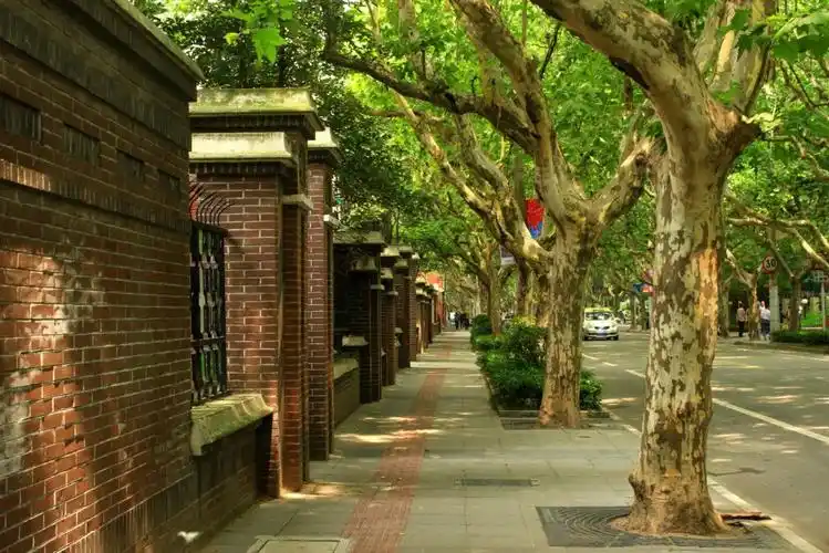 新华路是著名的林荫大道,两旁高大的梧桐树,是一道亮丽的风景