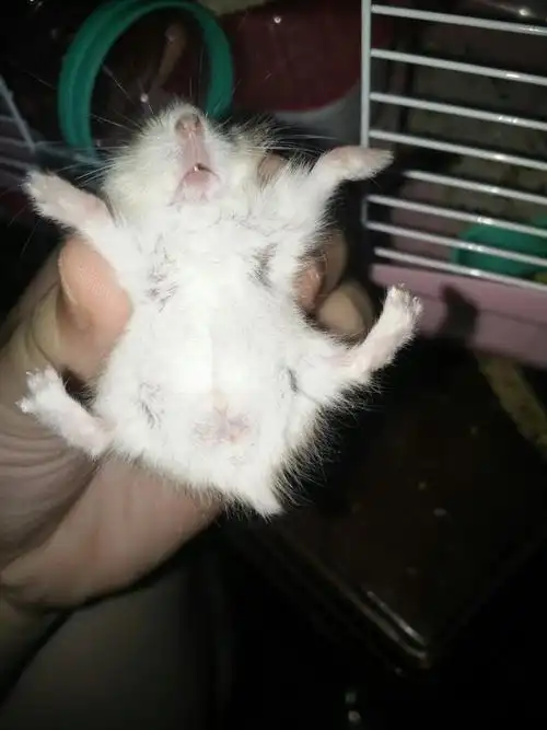 紫仓仓鼠怀孕特征