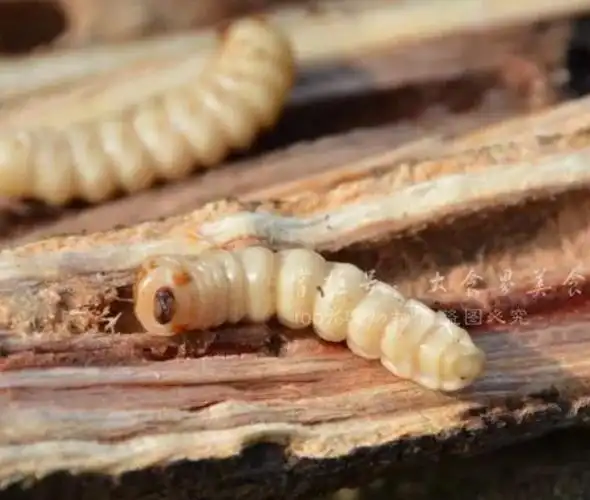 斗米虫功效有什么呢 斗米虫的副作用