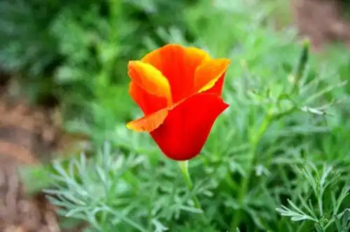 花菱草花图片花菱草图片花菱草植物图片