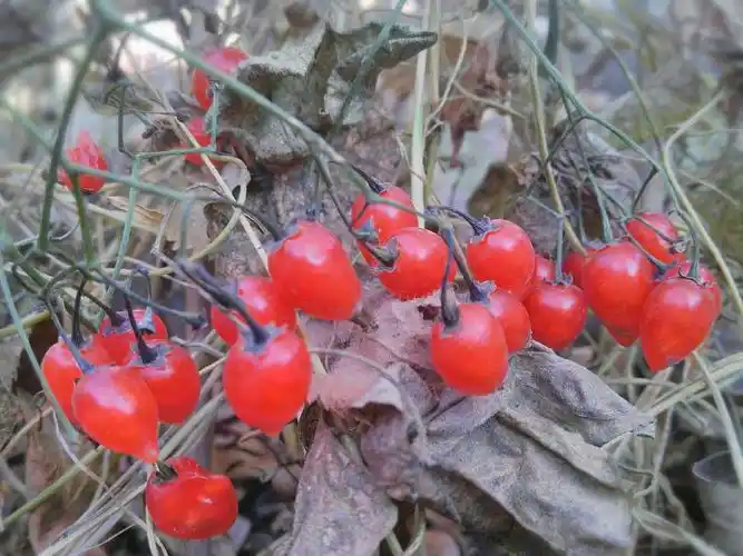 xplay〕野果红了