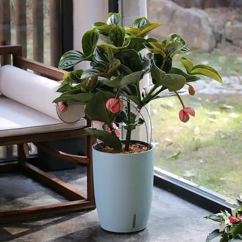 多沫园艺宝莲灯 medinilla magnifica 花卉室内高档高端花卉盆栽