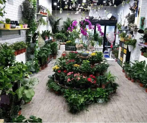 绿植盆景配送,济南绿植盆景,济南那年花开盆景查看