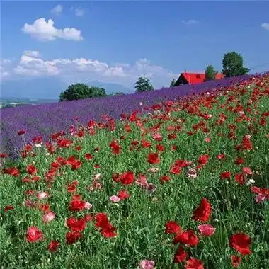 什么花做头像运气好(用什么花头像可以带来好运气)