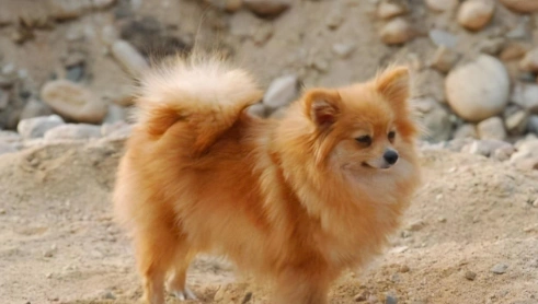 银狐犬和博美犬,不仅长相像狐狸,还有着狐狸的神情和性格|银狐犬|狐狸