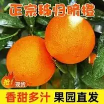 10斤正宗四川塔罗科血橙新鲜水果应季资中红心果冻橙子孕妇雪橙子