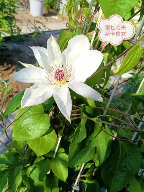 铁线莲品种图册一