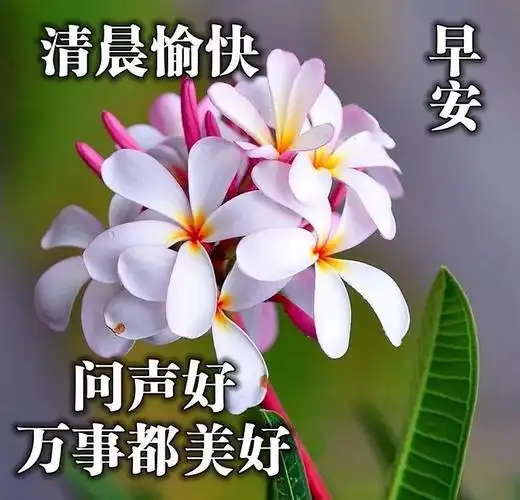 唯美早安心语早安正能量励志语录清晨问安祝福图片动态表情