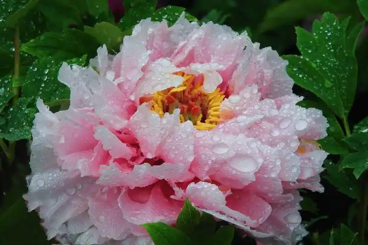雨后的牡丹挂着晶莹的水珠更娇艳