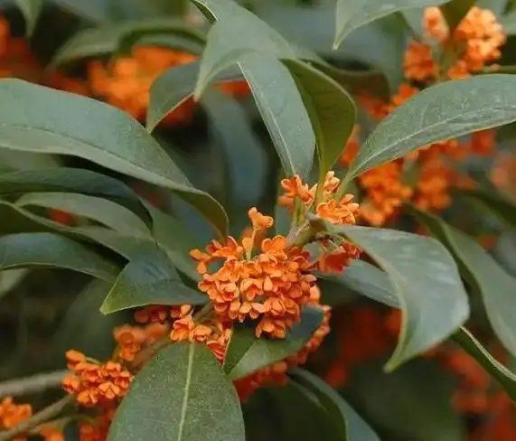 金桂,银桂,四季桂叶片的区别