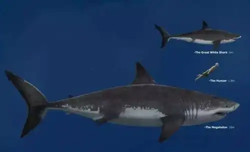 《巨齿鲨》: 除了李冰冰和"郭达"斯坦森, 还有啥看点