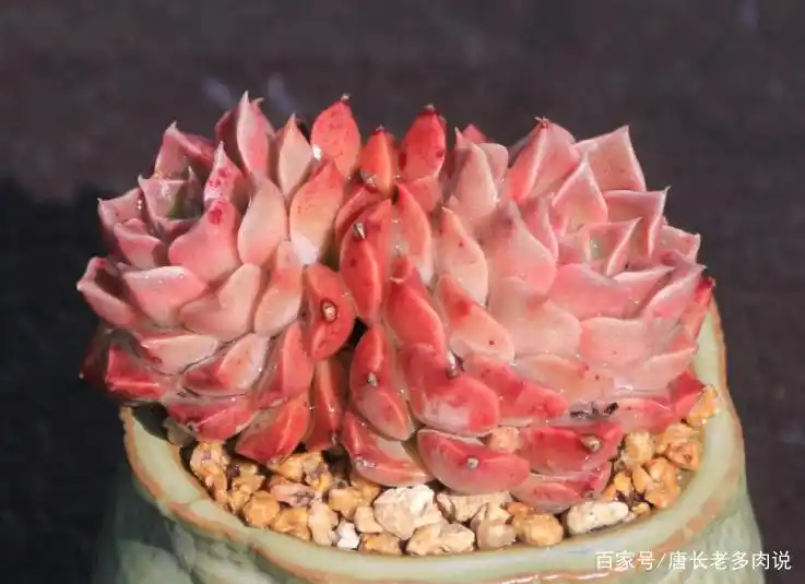 多肉莫西干人,虽说没有莫西干发型那么张扬,但养好后想低调都难