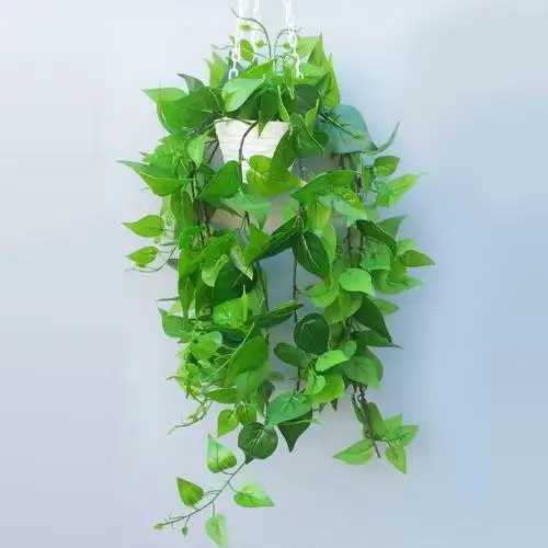 弘逸阁阳台养什么垂吊植物会招财