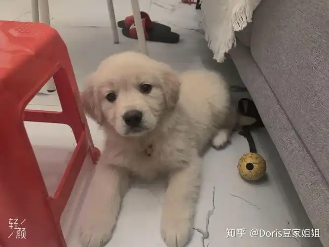 谁说金毛一定是金色国内罕见的英系奶油色金毛你了解多少