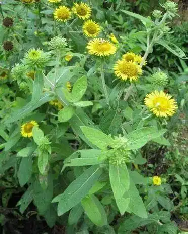 每天认识一味中药-旋覆花