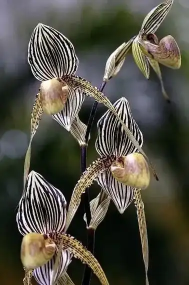 世界奇花异草有哪些(世界上罕见的奇花图片大全)