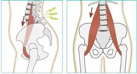 腰椎|肌肉|背部肌肉_网易订阅