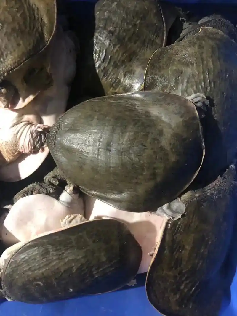 精品少量2-3斤珍珠鳖公#甲鱼 #水产养殖 #龟鳖养殖 - 抖音