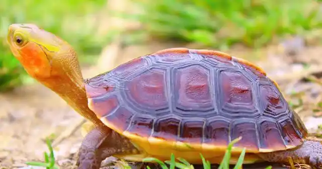 安缘龟怎么养?好养吗?感受国龟之美!