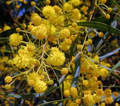 mimosa | flickr – 相片分享!