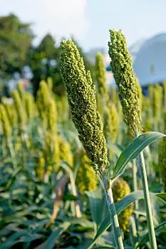 高粱穗图片