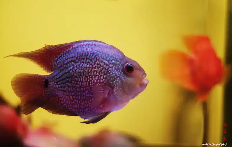 麒麟鹦鹉鱼(二)