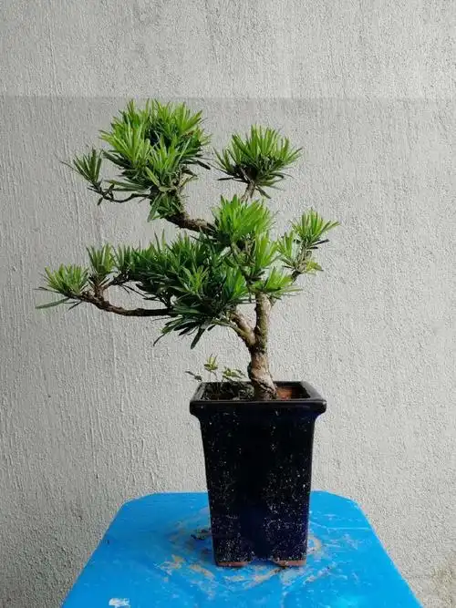 罗汉松盆景 - 热门商品专区