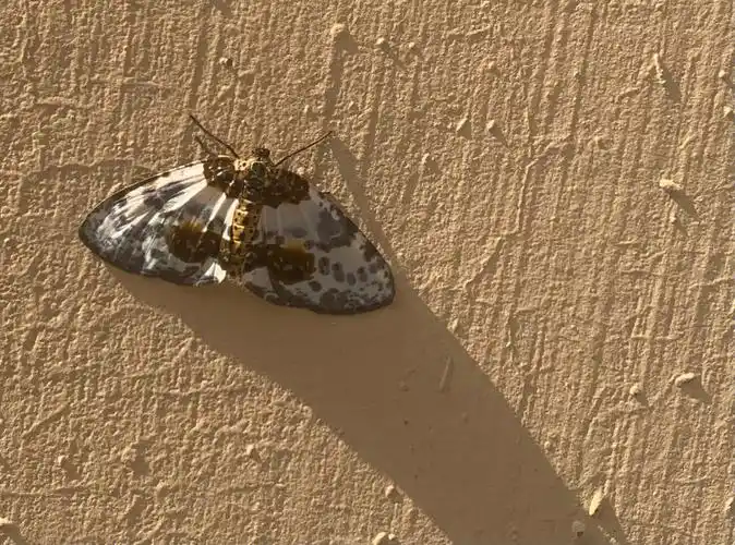 下雨了它趴在墙上,扑棱蛾子不扑棱的时候还能看两眼#蛾子  #什么玩意