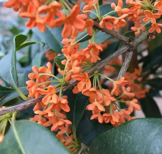 朱砂桂花喜迎中秋节,开花爆盆的朱砂桂太美,眼馋了朋友来围观