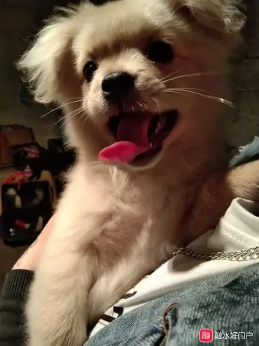 有偿领养一只四个月博美串串 疫苗齐全!价不贵私信我t0966377