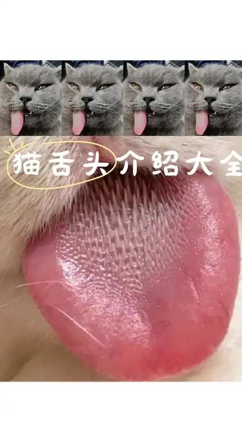 猫舌头[馋]介绍大全
