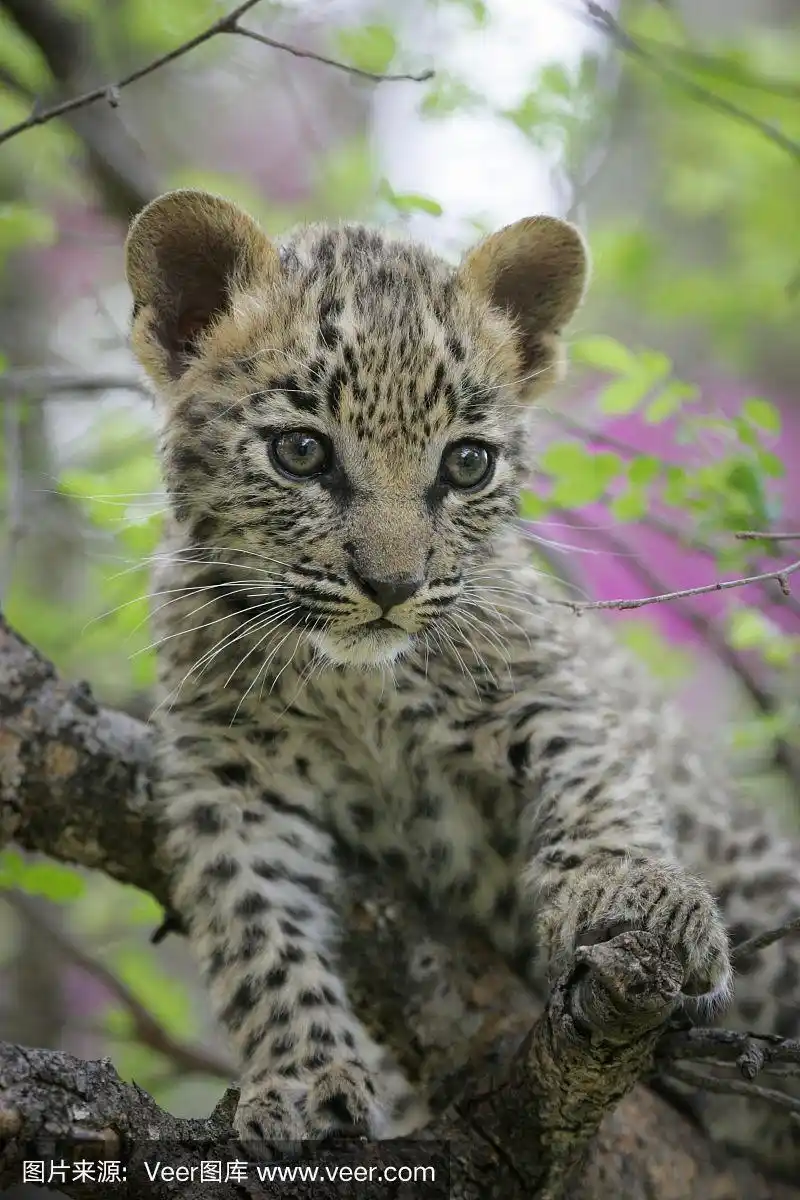 南非,豹幼崽,动物眼睛,自然美,婴儿
