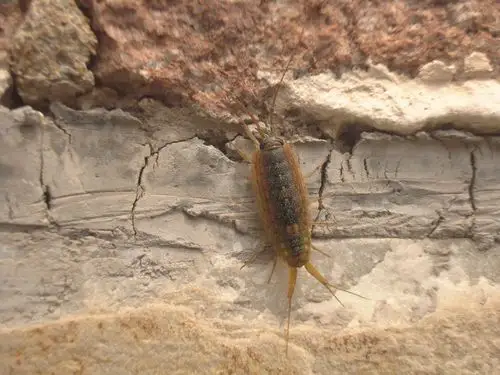 展开全部 海蟑螂