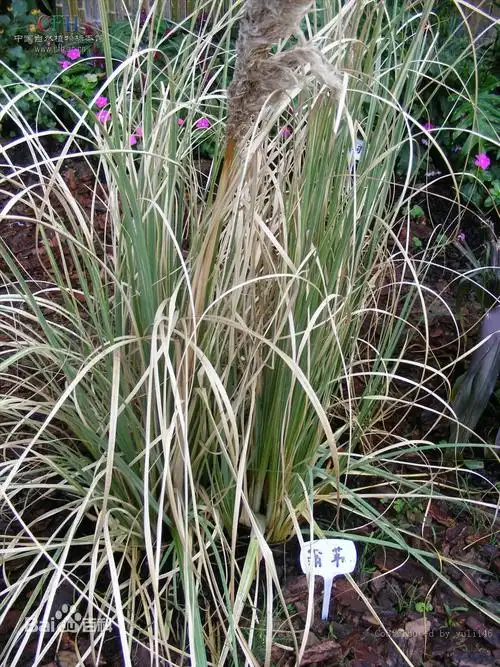 可能是 蒲苇,是蒲苇属的一种植物,茎丛生,雌雄异株,叶多聚生于基部
