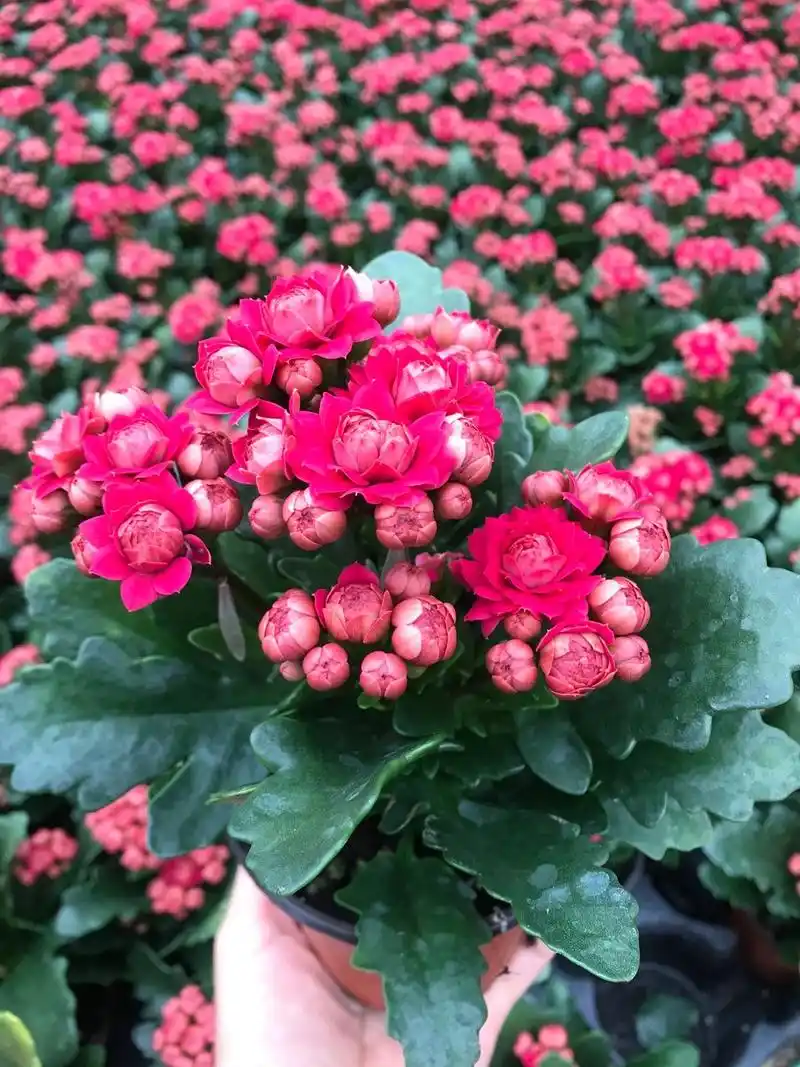 买长寿花有门道,这种"便宜苗"买回来"有花苞",10天就开花