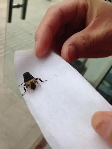 这是什么?像苍蝇又像蜜蜂?