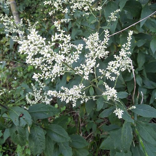 新鲜南刘寄奴500g包邮奇蒿六月霜九里光千粒米细白花九牛草金寄奴