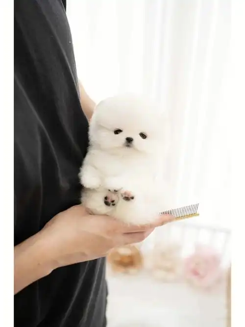 最萌不过茶杯犬  #茶杯犬  #茶杯犬博美  #博美  #可爱的博美犬