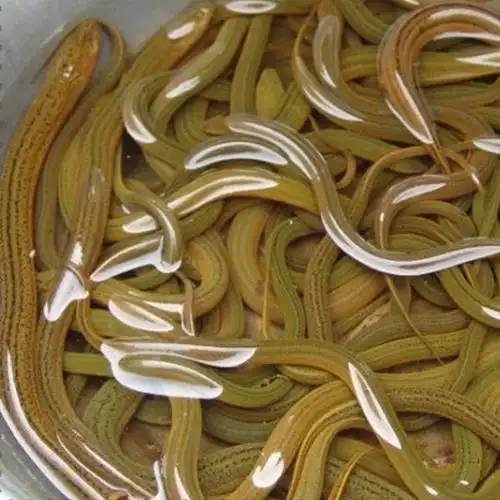 黄鳝(体细长圆柱状呈蛇形的鱼类)_石塘网