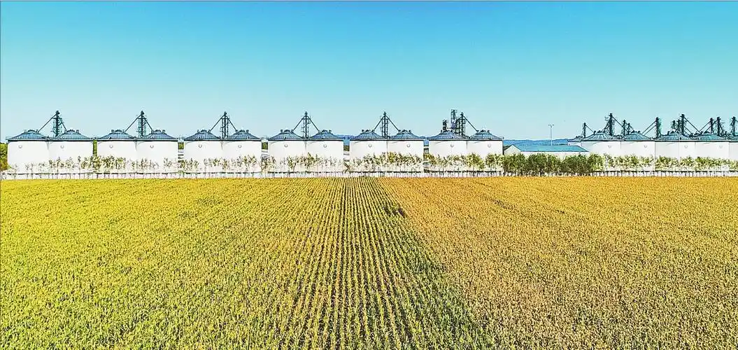 黑土"大粮仓"丰收画卷美