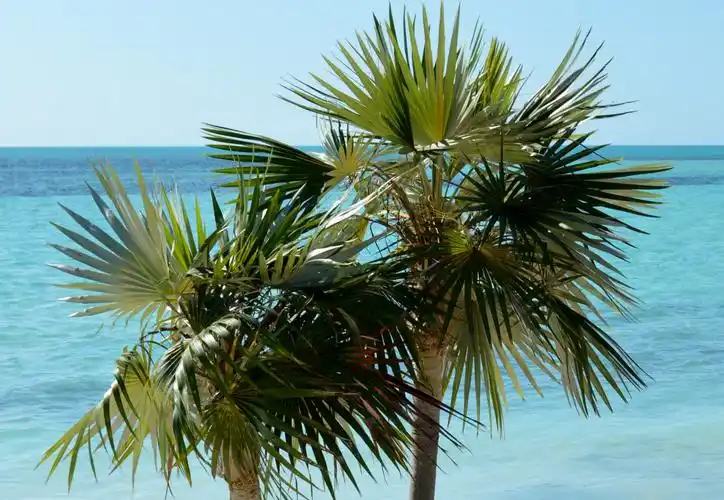 棕树(棕树的拼音)