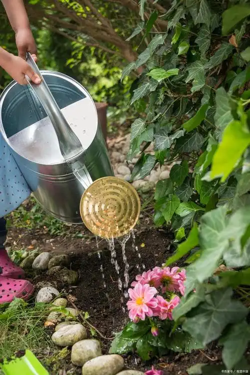 自来水可以直接浇花吗?