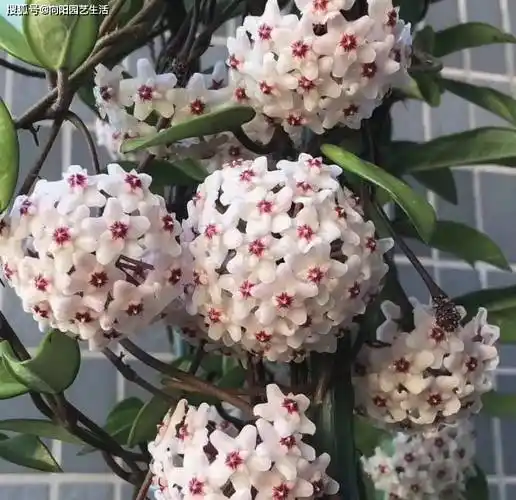 开春养盆球兰,早春栽种,夏季就能开花,切记,用小盆