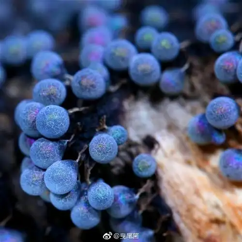 黏菌#清明回来,发现上次养的钙丝菌彻底熟了,由于没有继续喂养木耳