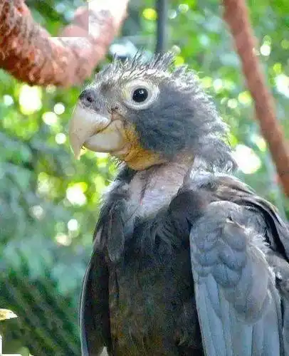 [鸟友汇鹦鹉俱乐部]世上最丑的黑鹦鹉,凭借2项特殊本领荣登国鸟宝座