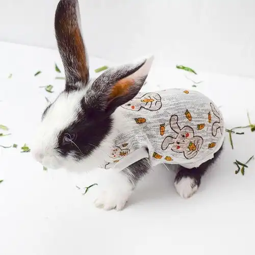 兔子衣服夏季薄款宠物小型兔兔荷兰猪垂耳兔侏儒兔幼兔宠物兔衣服xxs1