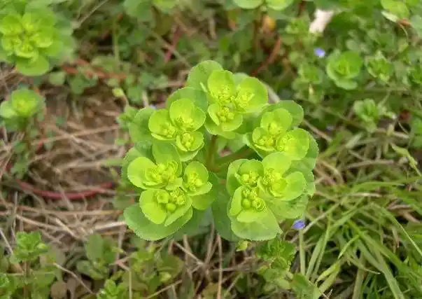 农村常见60种野生中草药_fl1623863129的博客-csdn博客