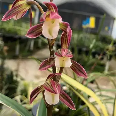 彩素～双美人进化大勋艺～已售出 - 中国兰花交易网