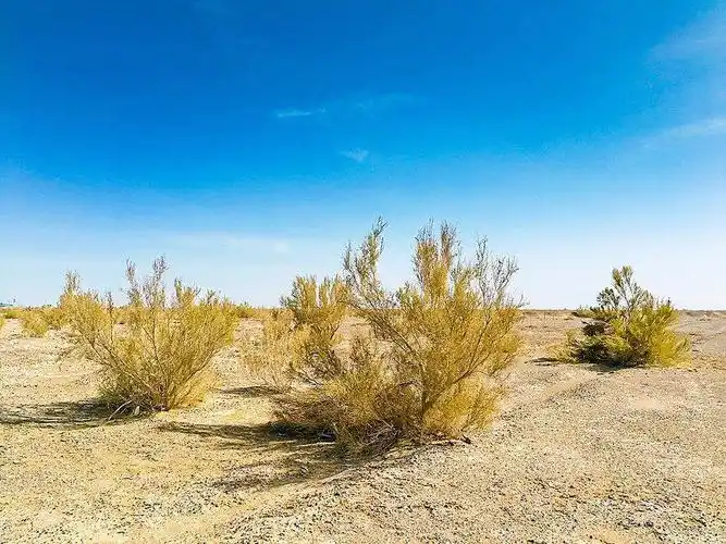 城记| 你在阿拉善种的梭梭树,真的很美